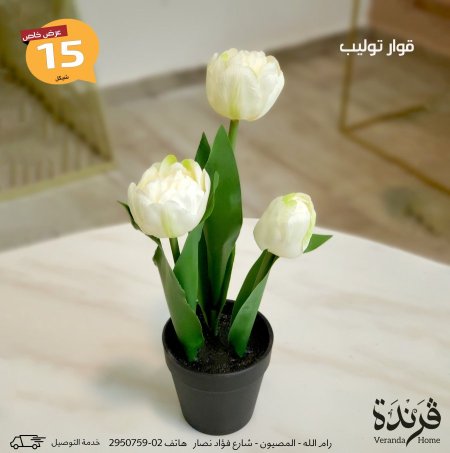 ابيض